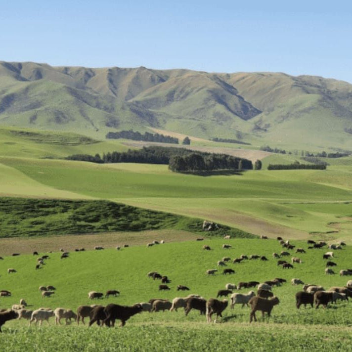 Noro, Haunui - YARNBOWNoro, Haunui