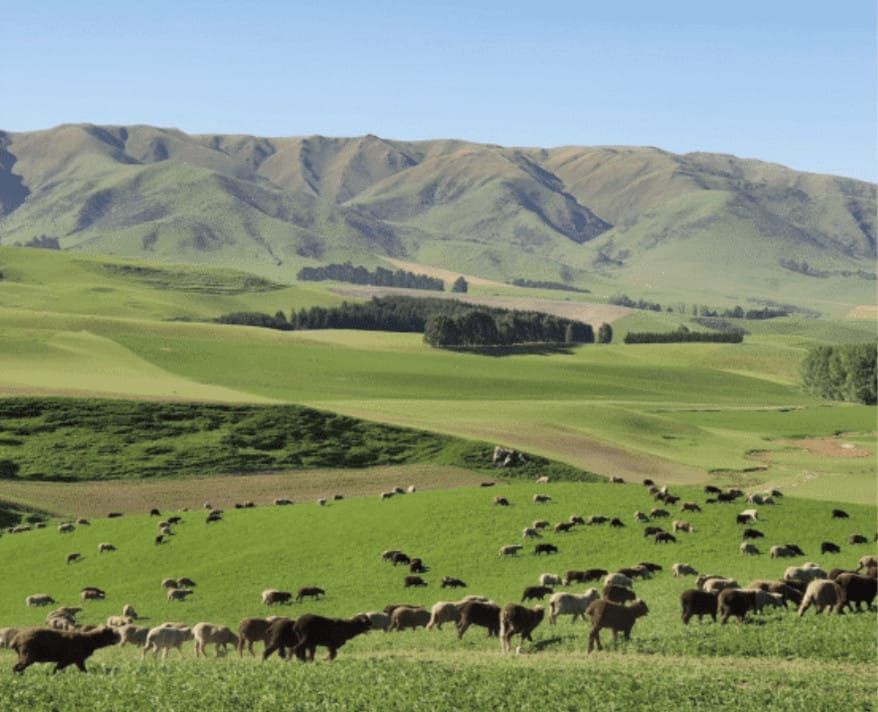 Noro, Haunui - YARNBOWNoro, Haunui